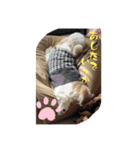 めめわん2（個別スタンプ：19）