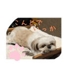 めめわん2（個別スタンプ：20）