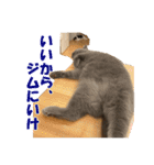 石田家のネコたち Vol.2（個別スタンプ：1）
