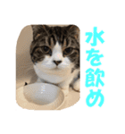 石田家のネコたち Vol.2（個別スタンプ：3）