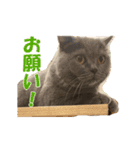 石田家のネコたち Vol.2（個別スタンプ：6）