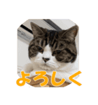 石田家のネコたち Vol.2（個別スタンプ：7）