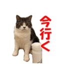 石田家のネコたち Vol.2（個別スタンプ：8）