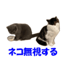 石田家のネコたち Vol.2（個別スタンプ：11）