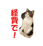 石田家のネコたち Vol.2（個別スタンプ：12）