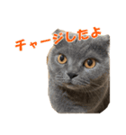 石田家のネコたち Vol.2（個別スタンプ：13）
