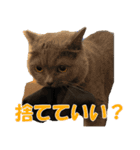 石田家のネコたち Vol.2（個別スタンプ：14）