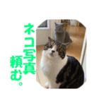 石田家のネコたち Vol.2（個別スタンプ：15）