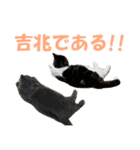 石田家のネコたち Vol.2（個別スタンプ：16）
