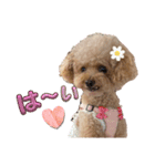 毎日使えるトイプーふうちゃんスタンプ♡（個別スタンプ：1）