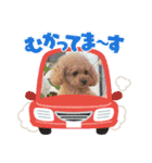毎日使えるトイプーふうちゃんスタンプ♡（個別スタンプ：6）