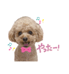 毎日使えるトイプーふうちゃんスタンプ♡（個別スタンプ：12）