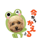 毎日使えるトイプーふうちゃんスタンプ♡（個別スタンプ：15）