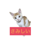 保護猫 きなこ 日常使えるスタンプ（個別スタンプ：10）