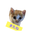 保護猫 きなこ 日常使えるスタンプ（個別スタンプ：17）