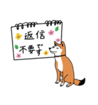 しば犬の日常スタンプです（個別スタンプ：13）