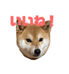 ぼく、1歳（個別スタンプ：23）
