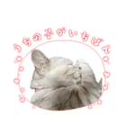 世界のギンちゃん（個別スタンプ：1）