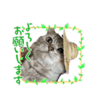 世界のギンちゃん（個別スタンプ：3）