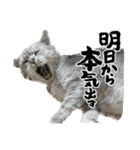 世界のギンちゃん（個別スタンプ：11）