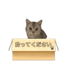 世界のギンちゃん（個別スタンプ：14）