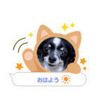 ユズワン（個別スタンプ：1）