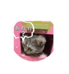 ルルだなにゃスタンプ（個別スタンプ：1）