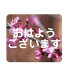 高画質お花の写真スタンプ（個別スタンプ：1）
