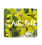 高画質お花の写真スタンプ（個別スタンプ：2）
