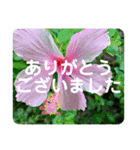 高画質お花の写真スタンプ（個別スタンプ：3）