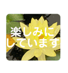 高画質お花の写真スタンプ（個別スタンプ：4）