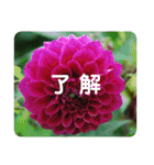 高画質お花の写真スタンプ（個別スタンプ：5）
