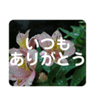 高画質お花の写真スタンプ（個別スタンプ：6）