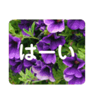高画質お花の写真スタンプ（個別スタンプ：8）
