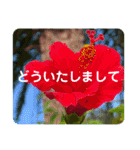 高画質お花の写真スタンプ（個別スタンプ：9）