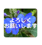 高画質お花の写真スタンプ（個別スタンプ：10）