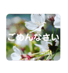 高画質お花の写真スタンプ（個別スタンプ：11）