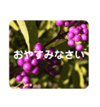 高画質お花の写真スタンプ（個別スタンプ：13）