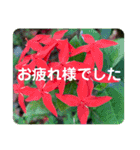 高画質お花の写真スタンプ（個別スタンプ：14）