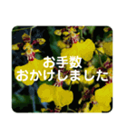 高画質お花の写真スタンプ（個別スタンプ：15）