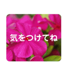 高画質お花の写真スタンプ（個別スタンプ：16）