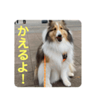 むらよし_シェルティ_2（個別スタンプ：1）