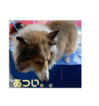 むらよし_シェルティ_2（個別スタンプ：5）
