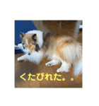 むらよし_シェルティ_2（個別スタンプ：7）