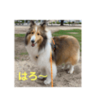 むらよし_シェルティ_2（個別スタンプ：8）