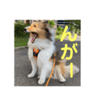 むらよし_シェルティ_2（個別スタンプ：11）
