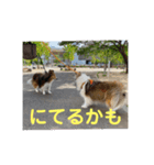 むらよし_シェルティ_2（個別スタンプ：12）