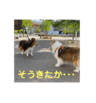 むらよし_シェルティ_2（個別スタンプ：13）