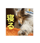 むらよし_シェルティ_2（個別スタンプ：21）