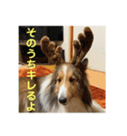 むらよし_シェルティ_2（個別スタンプ：22）